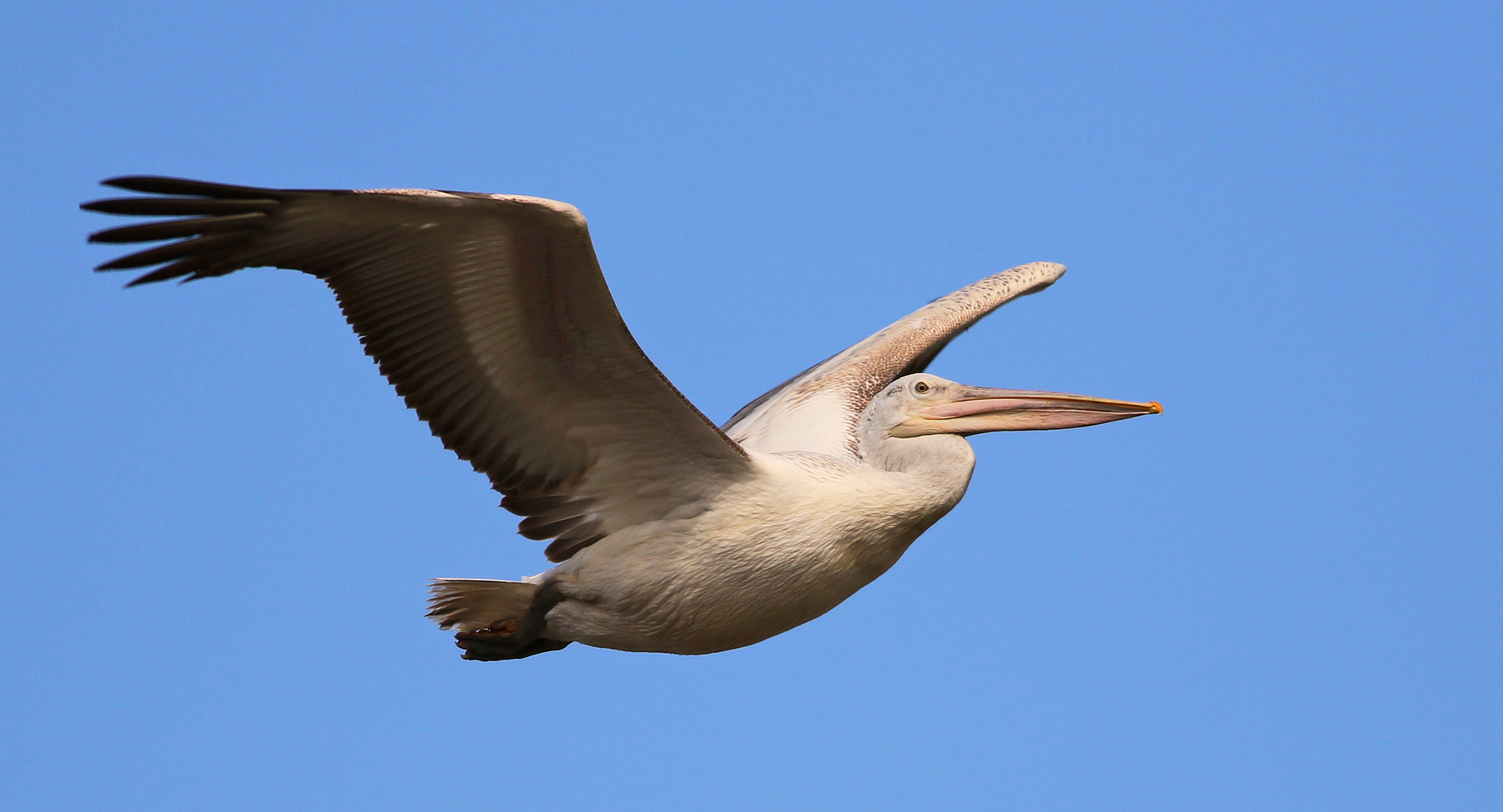 Dalmatian Pelican